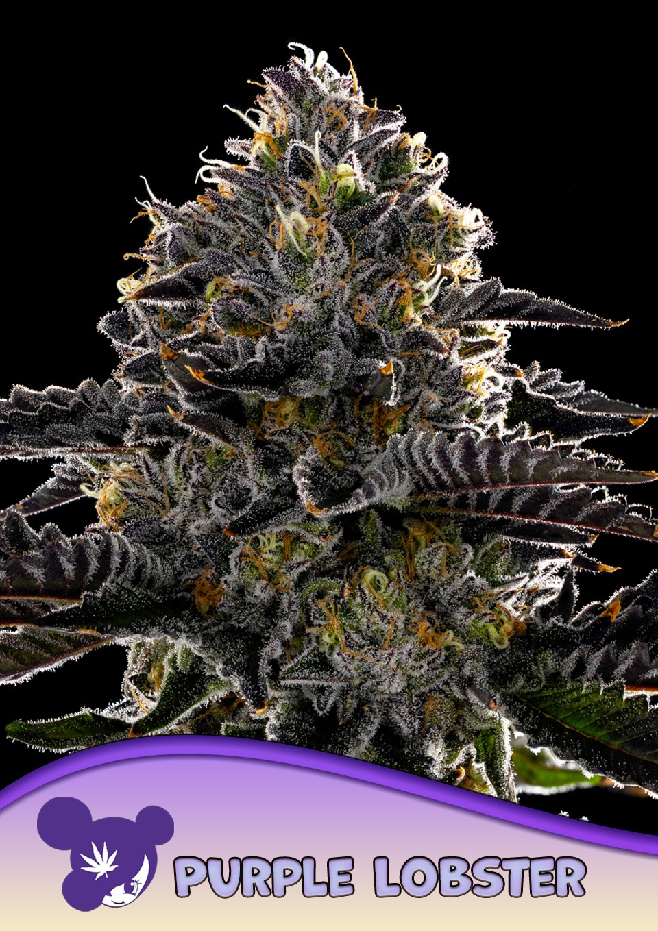 Purple Lobster - Anesia feminisiert 3er Pack