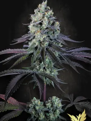 Purple Mints - Paradise Seeds feminisiert 3er Pack