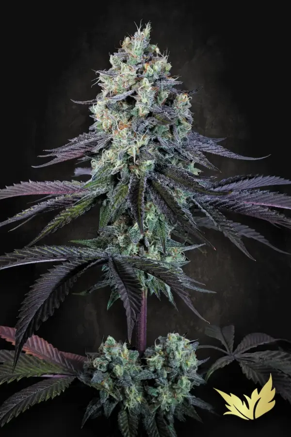 Purple-Mints-Paradise-Seeds-1.webp Purple Mints - Paradise Seeds feminisiert 3er Pack