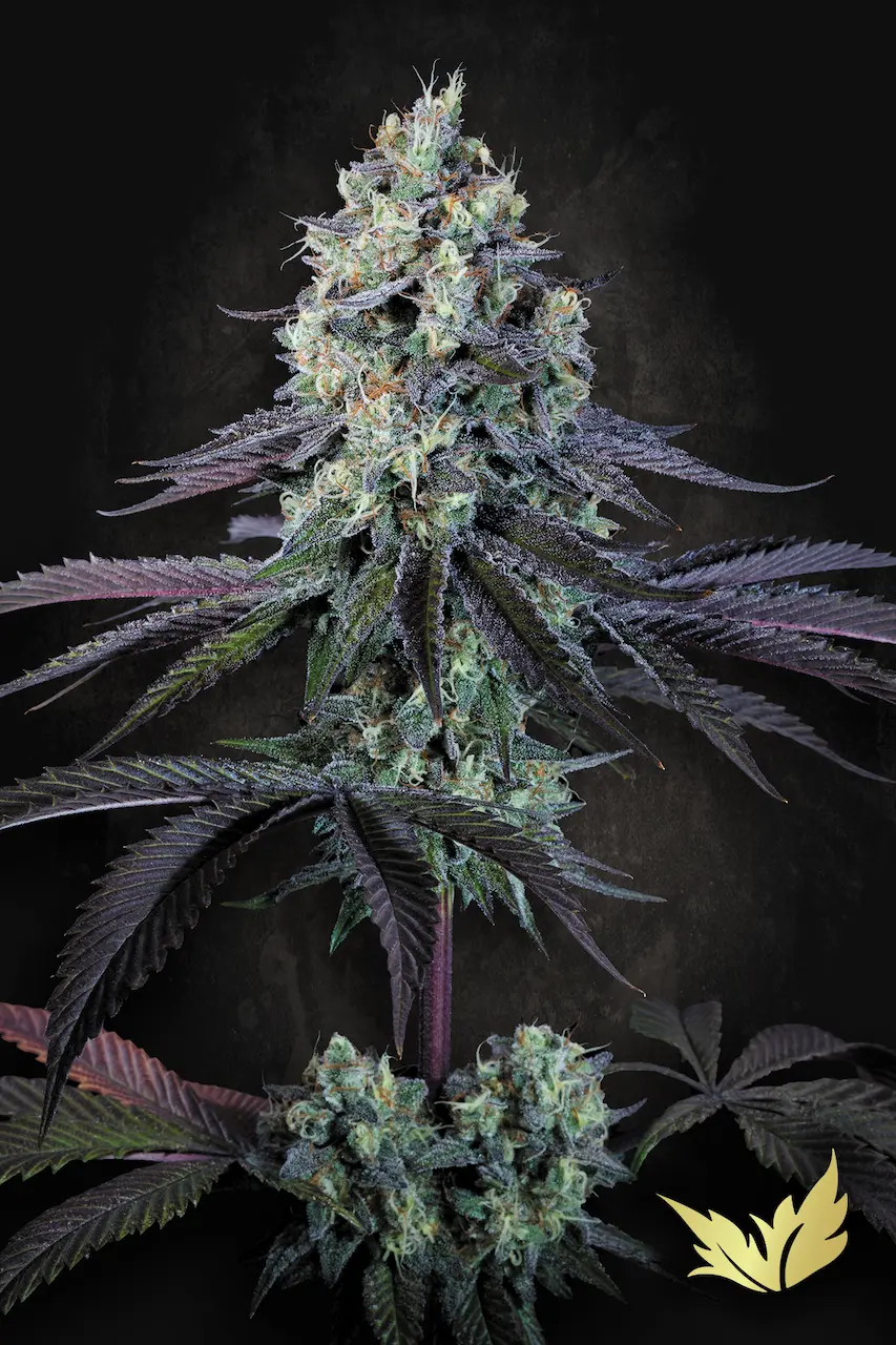 Purple Mints - Paradise Seeds feminisiert 3er Pack