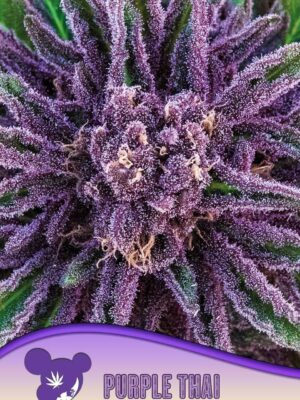 Anesia Seeds purple thai landraces Samen