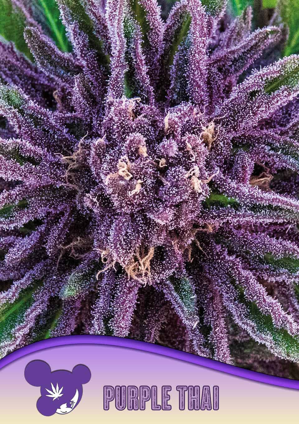 Purple Thai - Anesia feminisiert 3er Pack