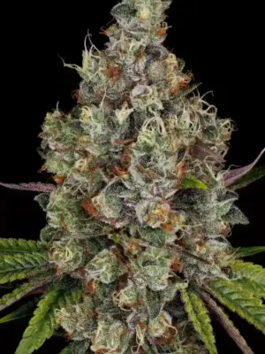 Rainbow Road - Paradise Seeds feminisiert 3er Pack