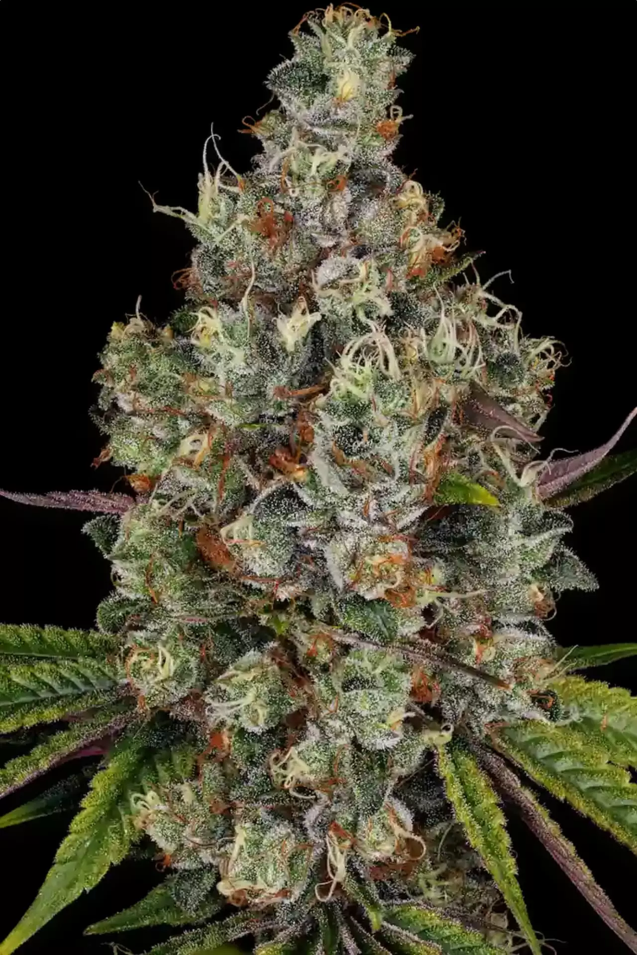 Rainbow Road - Paradise Seeds feminisiert 3er Pack