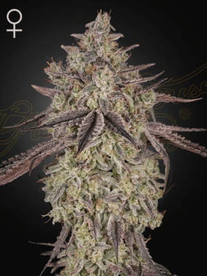 SKYWALKER-AUTO-STRAIN-PIC.png Skywalker Auto - Green House Seed Co. feminisiert 3er Pack