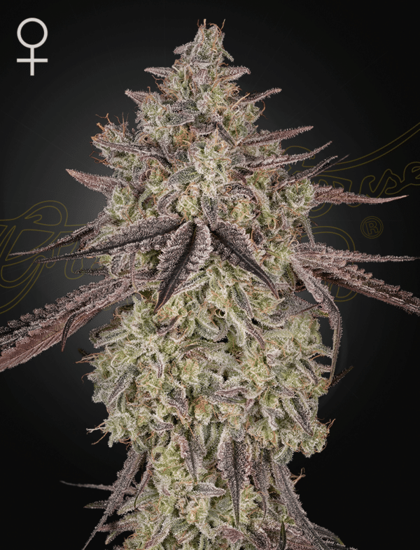 Skywalker Auto - Green House Seed Co. feminisiert 3er Pack