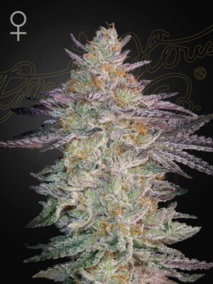 Super Lemon Haze x GMO - Green House Seed Co. feminisiert 3er Pack