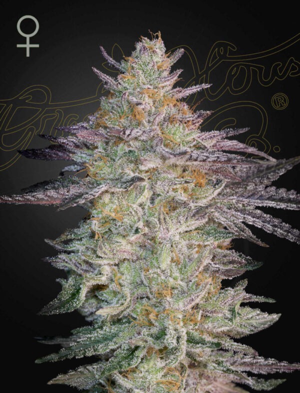 SLH-x-GMO.jpg Super Lemon Haze x GMO - Green House Seed Co. feminisiert 3er Pack
