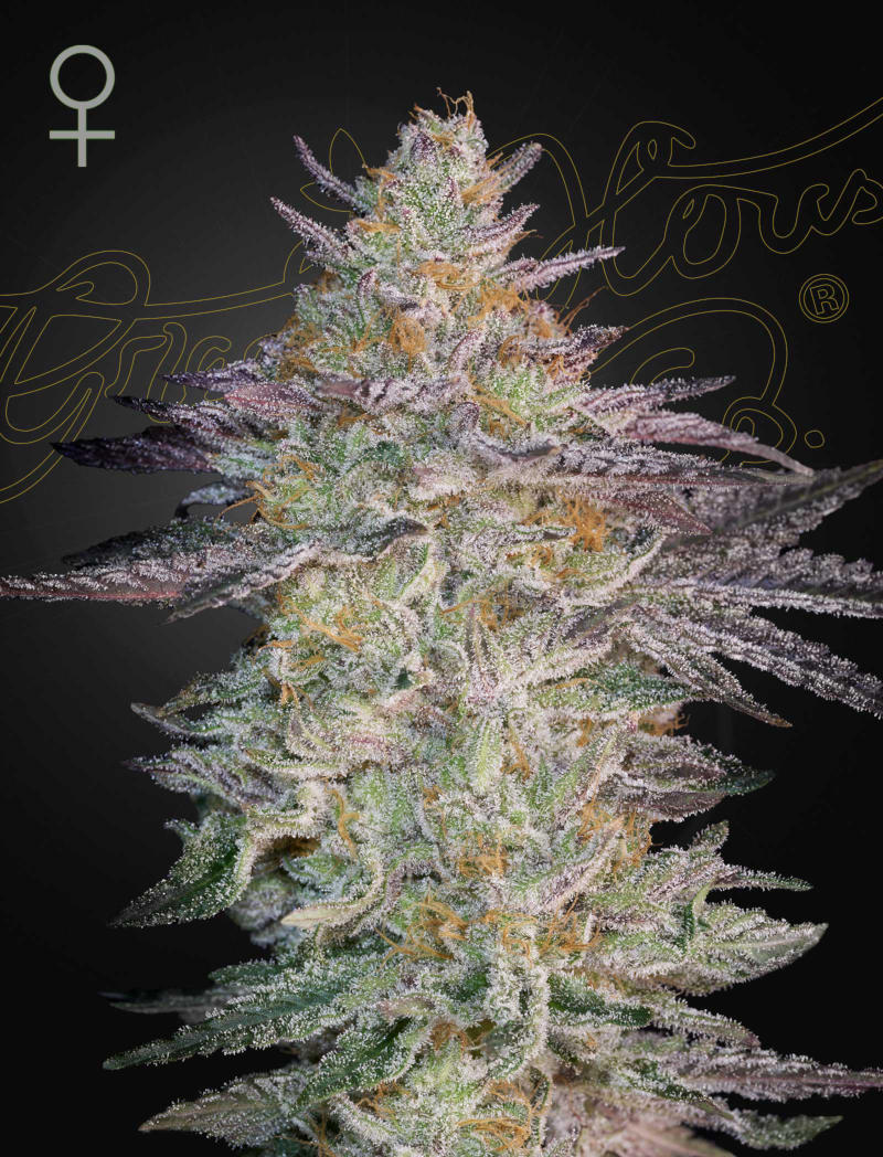 Super Lemon Haze x GMO - Green House Seed Co. feminisiert 3er Pack