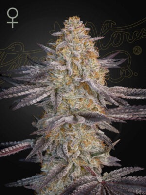 Super Lemon Haze x RS11 Green House Seed Co. feminisierte Samen