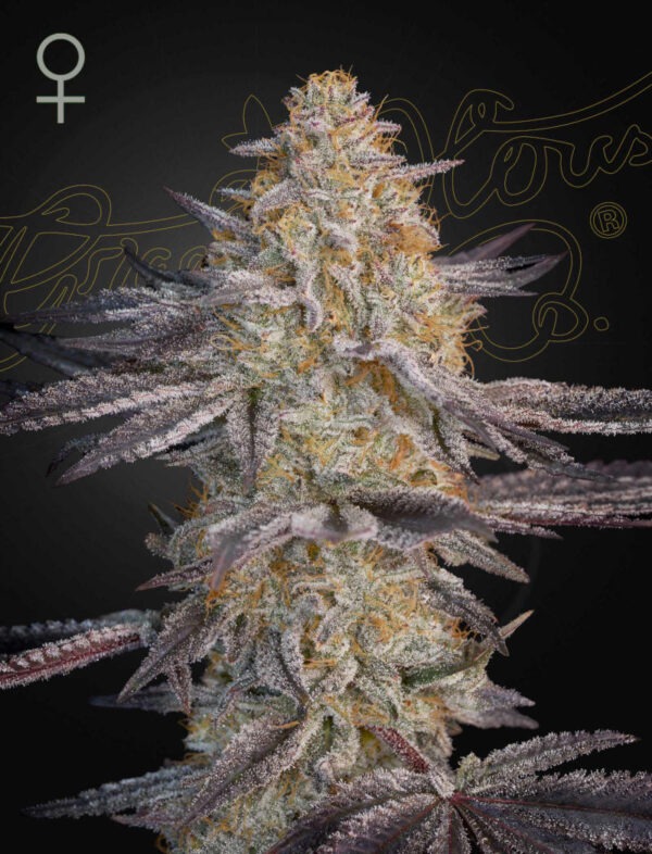 Super Lemon Haze x RS11 - Green House Seed Co. feminisiert 3er Pack
