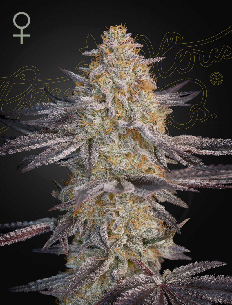 Super Lemon Haze x RS11 - Green House Seed Co. feminisiert 3er Pack