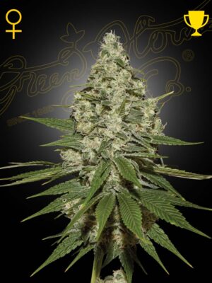 Super Lemon Haze - Green House Seed Co. feminisiert 3er Pack