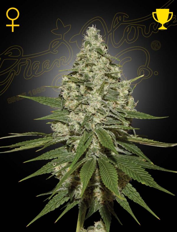 SUPER_LEMON_HAZE.jpg Super Lemon Haze - Green House Seed Co. feminisiert 3er Pack