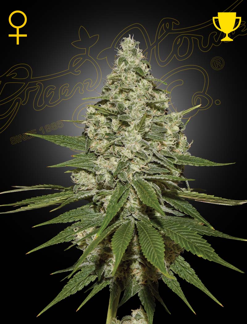 Super Lemon Haze - Green House Seed Co. feminisiert 3er Pack