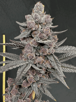 Sinferno - Solfire Gardens feminisiert 6er Pack