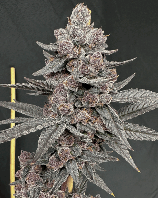 Sinferno - Solfire Gardens feminisiert 6er Pack