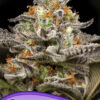 Anesia Seeds sleepy joe Samen