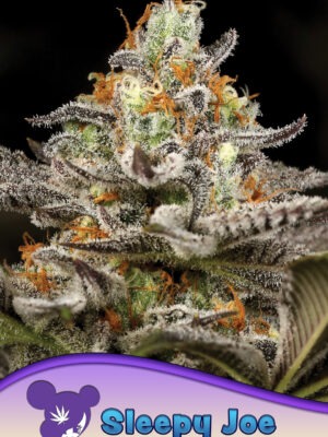 Anesia Seeds sleepy joe Samen