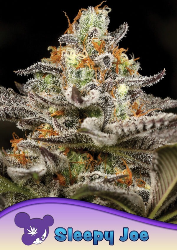 Anesia Seeds sleepy joe Samen