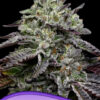 Anesia Seeds smashberry fumez Samen