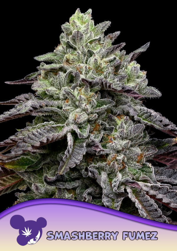 Anesia Seeds smashberry fumez Samen