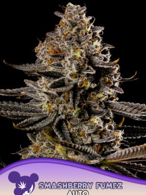 Smashberry Fumez Auto - Anesia feminisiert 3er Pack