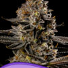 Smashberry Fumez - Anesia feminisiert 3er Pack