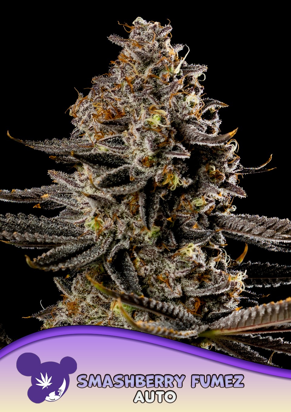 Smashberry Fumez - Anesia feminisiert 3er Pack