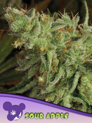 Sour Apple - Anesia feminisiert 3er Pack