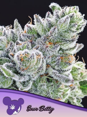 Anesia Seeds sour betty Samen