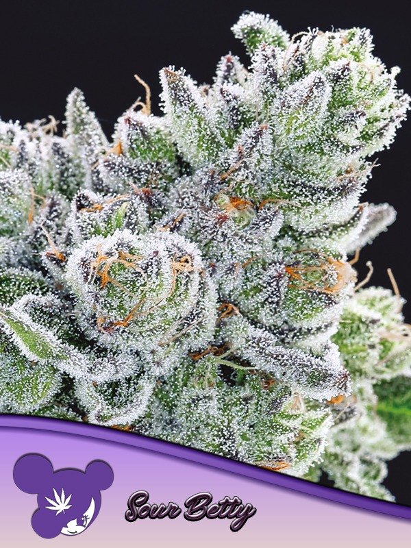 Anesia Seeds sour betty Samen