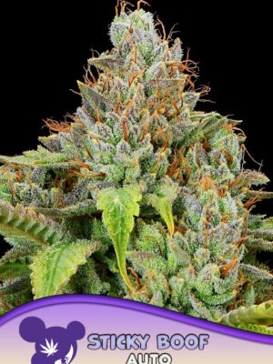 Sticky Boof - Anesia feminisiert 3er Pack