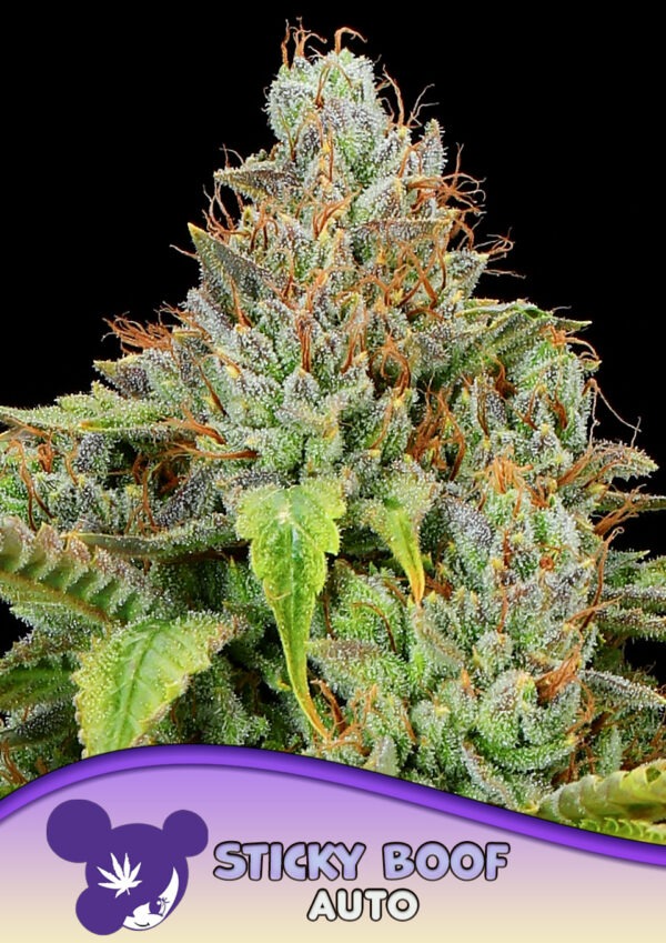 Sticky Boof - Anesia feminisiert 3er Pack