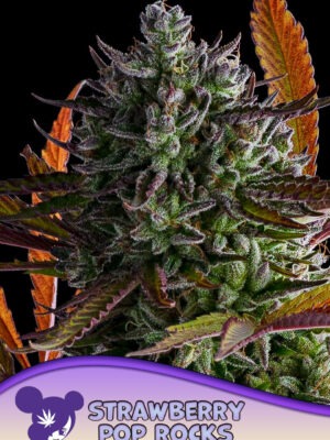 Strawberry Pop Rocks - Anesia feminisiert 3er Pack