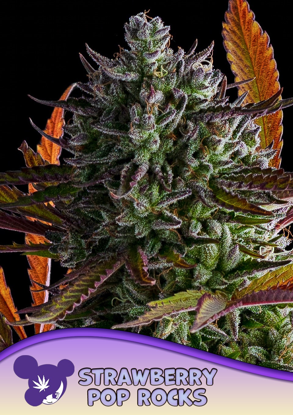 Strawberry Pop Rocks - Anesia feminisiert 3er Pack