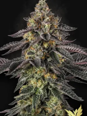 Sunset Paradise - Paradise Seeds feminisiert 3er Pack