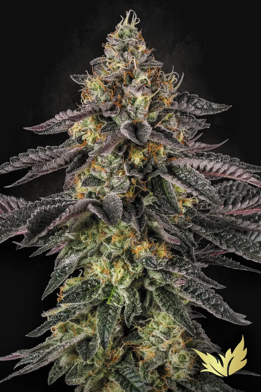Sunset Paradise - Paradise Seeds feminisiert 3er Pack