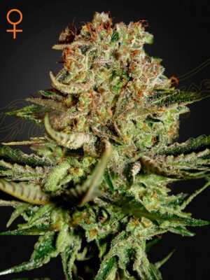 Super Bud - Green House Seed Co. feminisiert 3er Pack