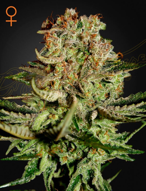 SuperBud.jpg Super Bud - Green House Seed Co. feminisiert 3er Pack
