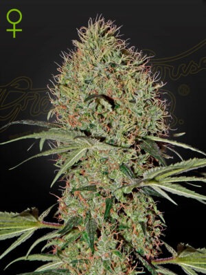 Super Bud Auto - Green House Seed Co. feminisiert 3er Pack