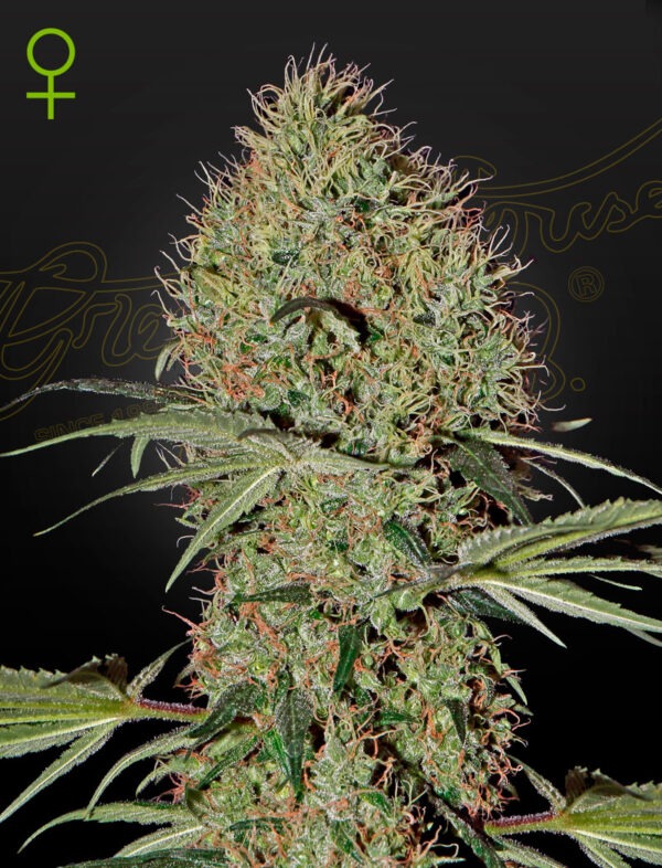 Super Bud Auto - Green House Seed Co. feminisiert 3er Pack