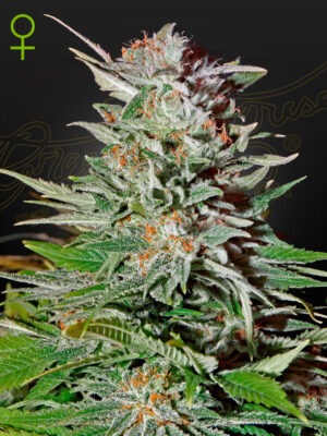 Super Lemon Haze Auto - Green House Seed Co. feminisiert 3er Pack