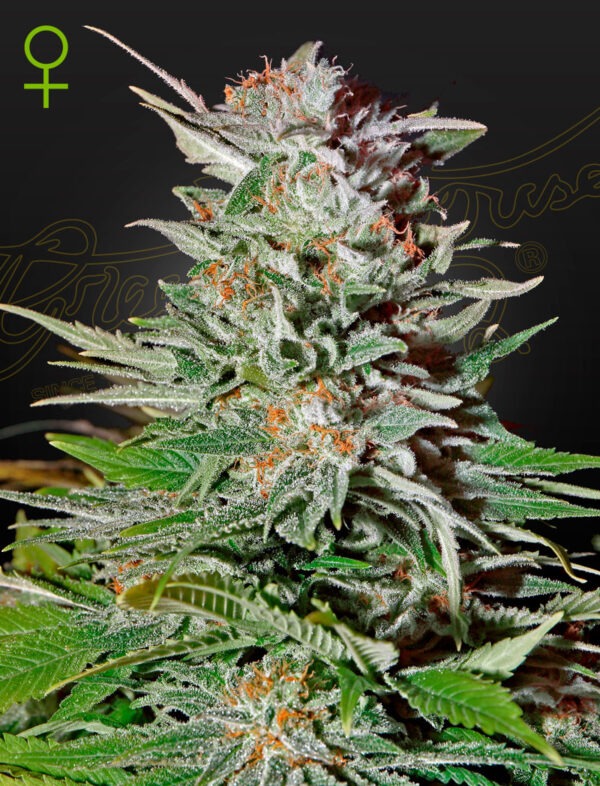Super Lemon Haze Auto - Green House Seed Co. feminisiert 3er Pack