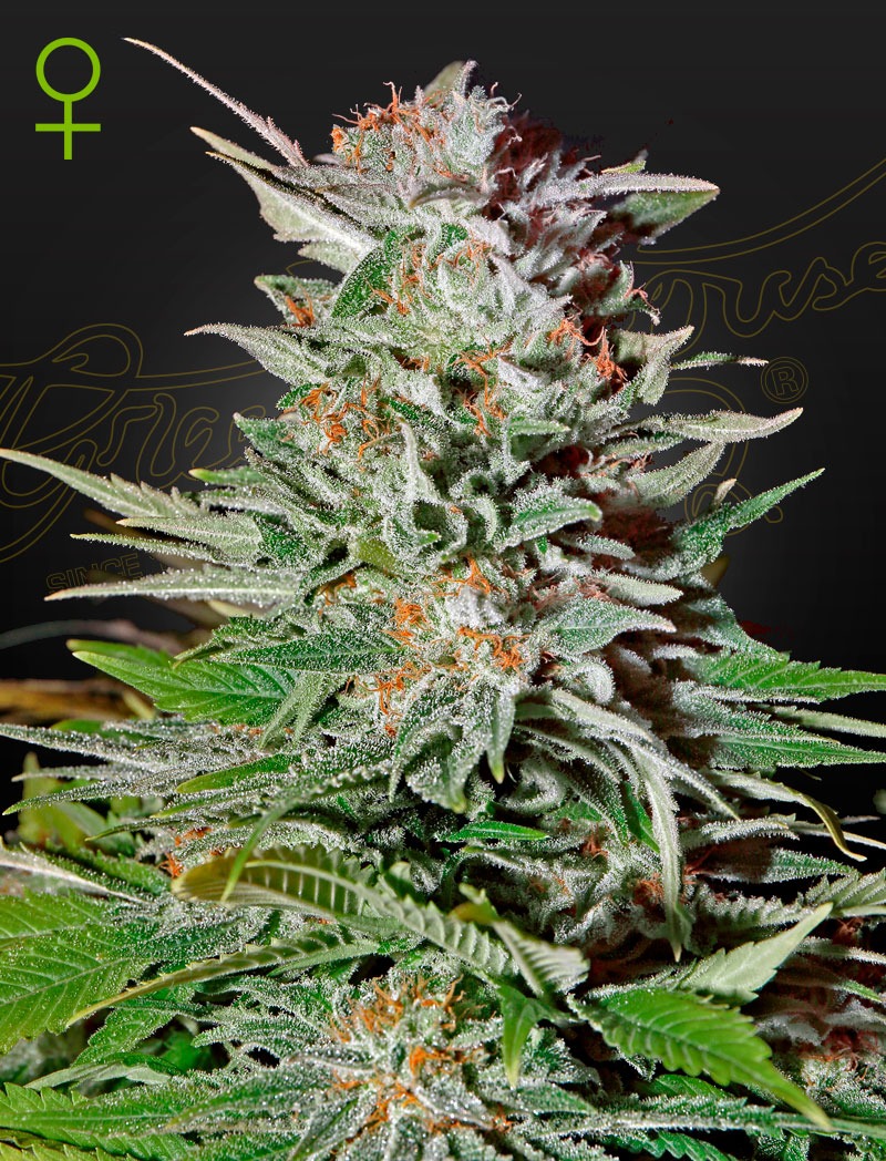 Super Lemon Haze Auto - Green House Seed Co. feminisiert 3er Pack
