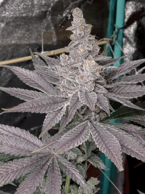 Swolfire - Solfire Gardens feminisiert 6er Pack