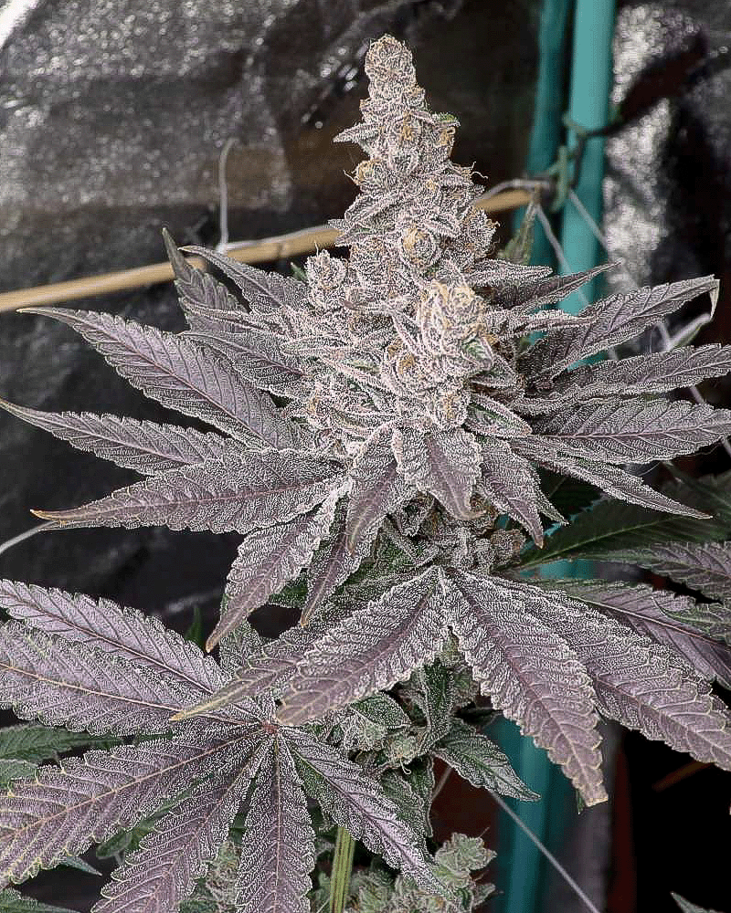 Swolfire - Solfire Gardens feminisiert 6er Pack