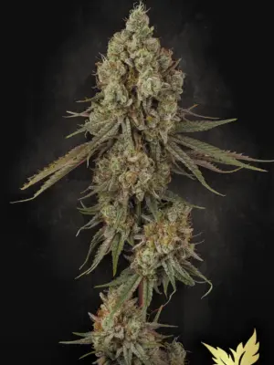 Tangerine Sorbet - Paradise Seeds feminisiert 3er Pack