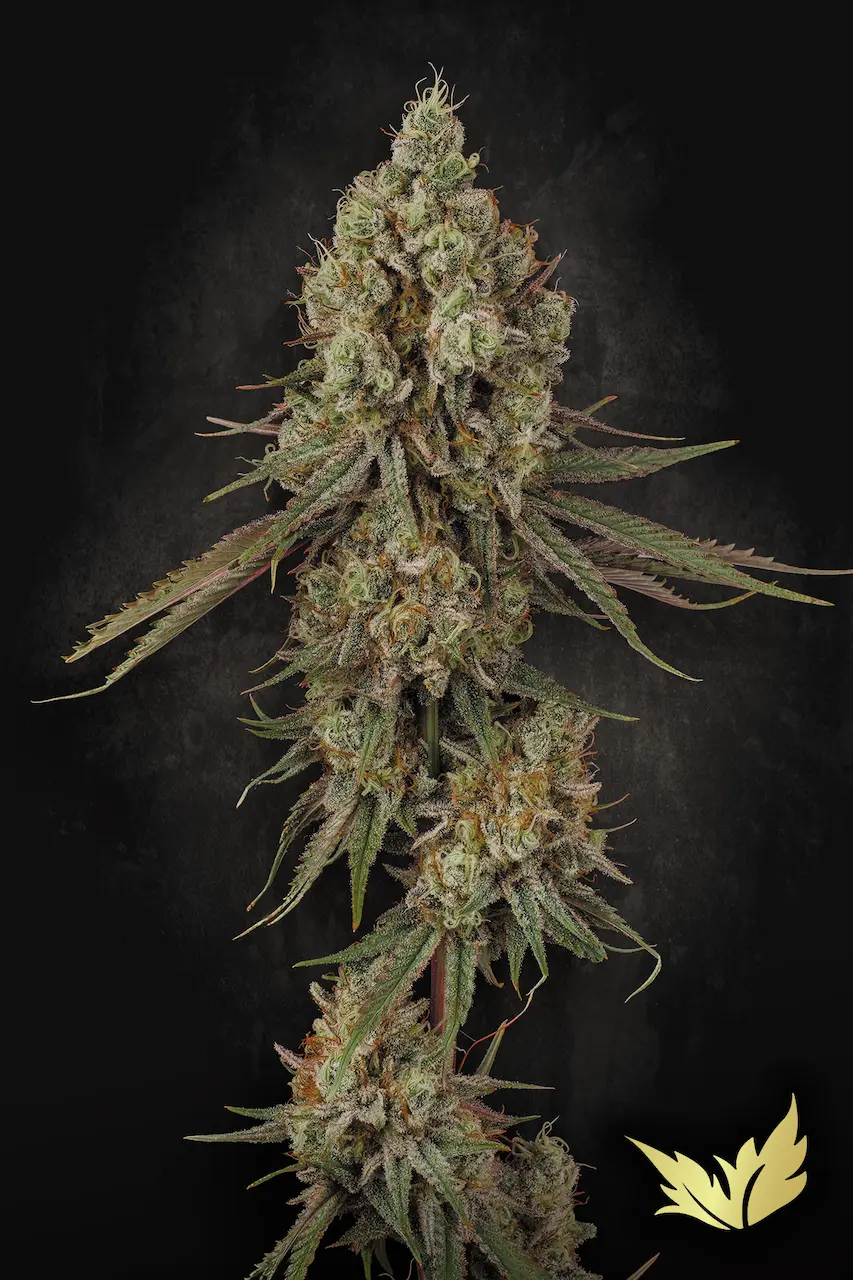 Tangerine Sorbet - Paradise Seeds feminisiert 3er Pack