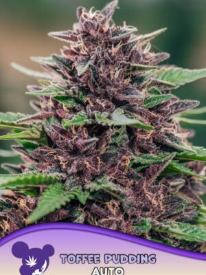 Toffee Pudding Auto - Anesia feminisiert 3er Pack